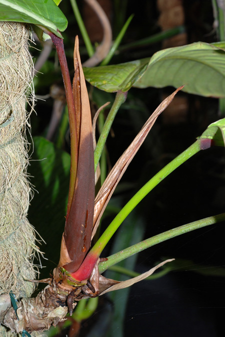 Philodendron geniculatum
