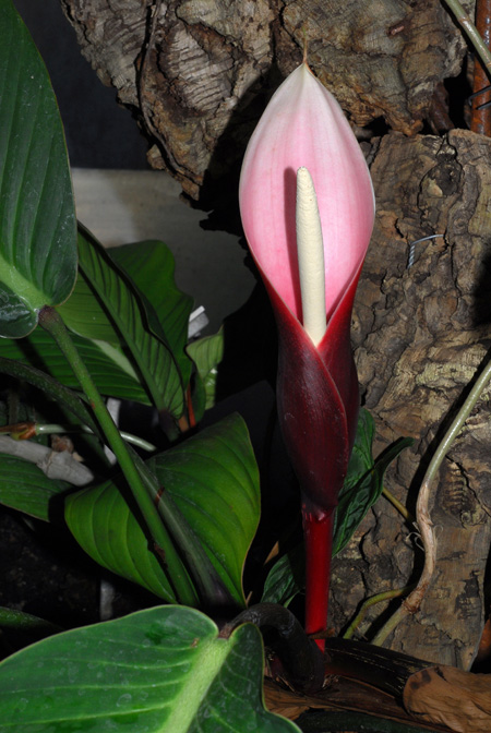 Philodendron geniculatum