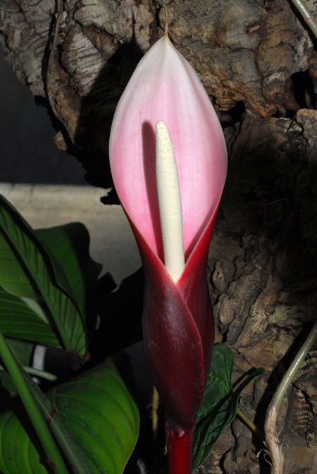 Philodendron geniculatum