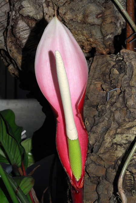 Philodendron geniculatum