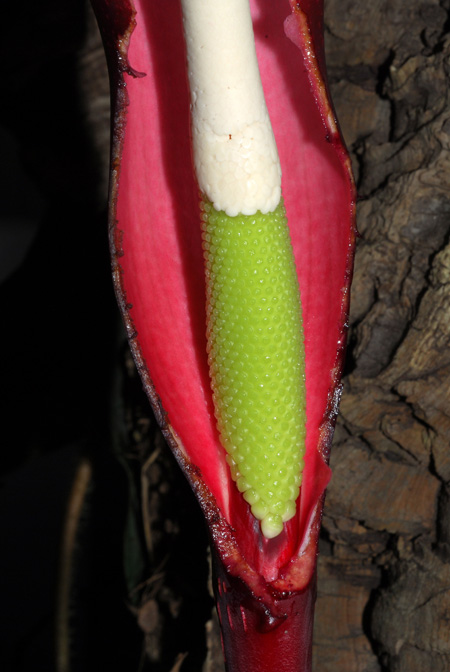 Philodendron geniculatum