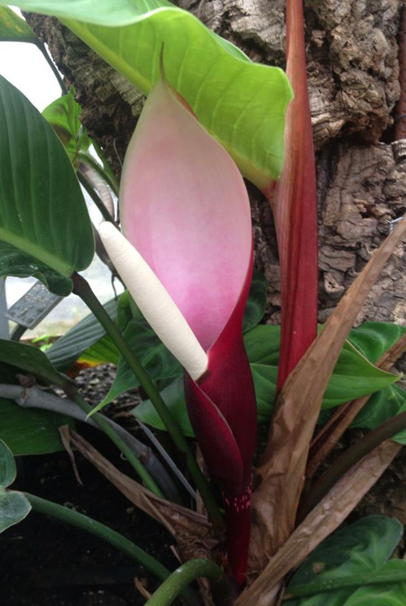Philodendron geniculatum