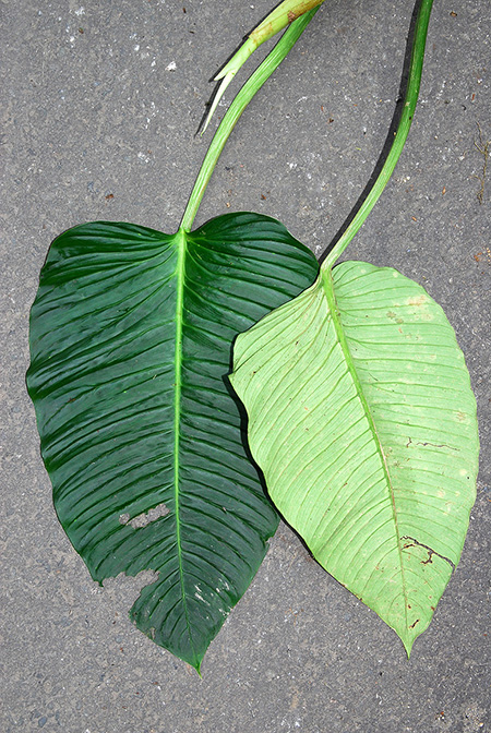 Philodendron gibbonsianum