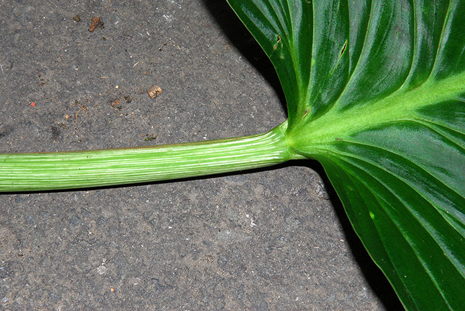 Philodendron gibbonsianum