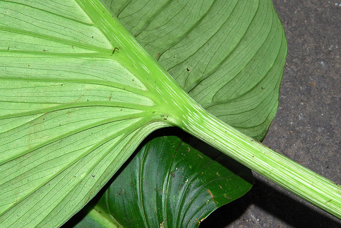 Philodendron gibbonsianum