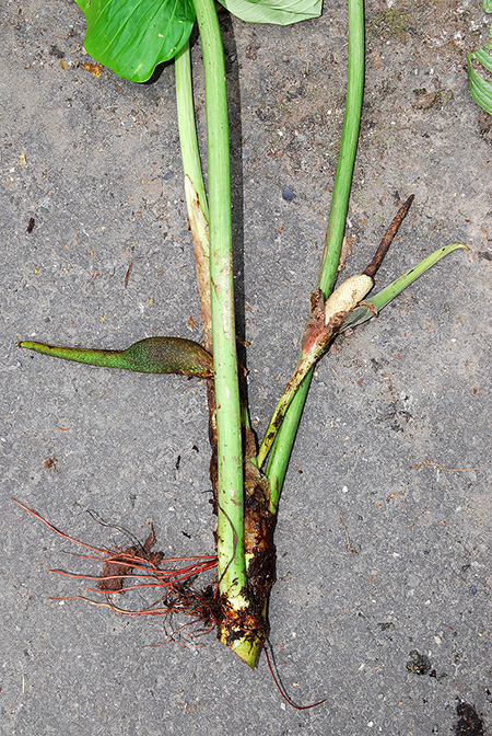 Philodendron gibbonsianum