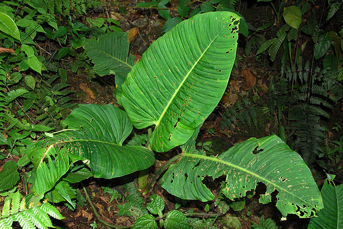 Philodendron gibbonsianum