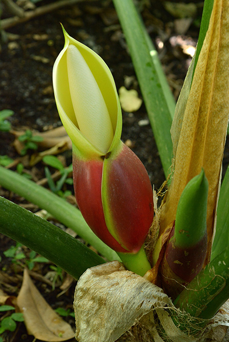 Philodendron giganteum