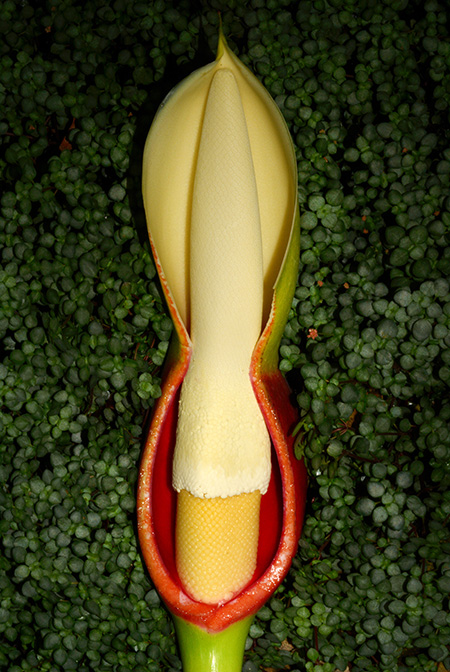 Philodendron giganteum