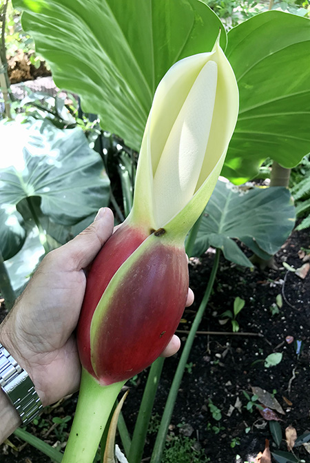 Philodendron giganteum