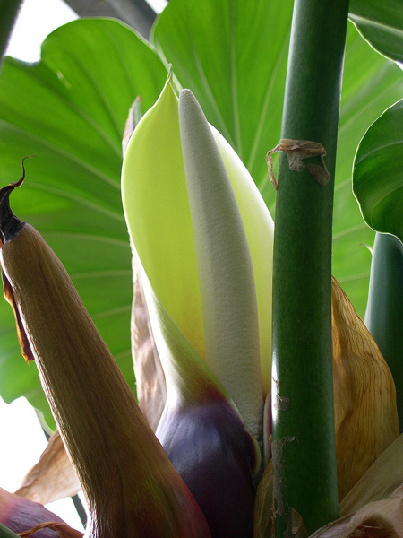 Philodendron giganteum