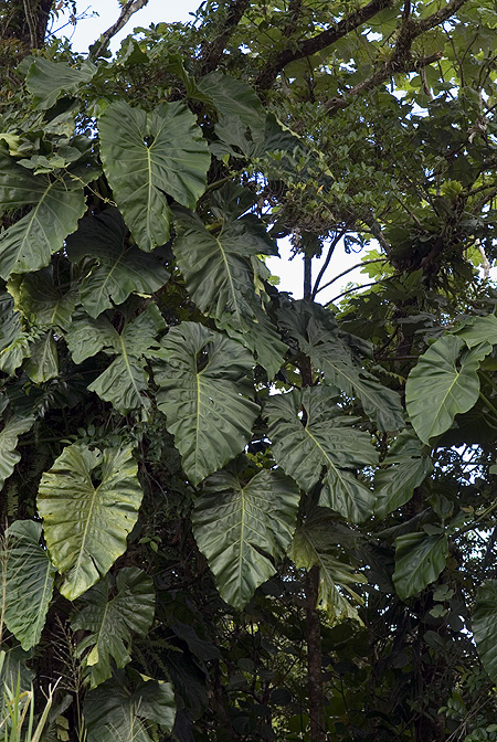 Philodendron giganteum