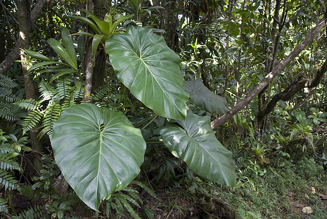 Philodendron giganteum