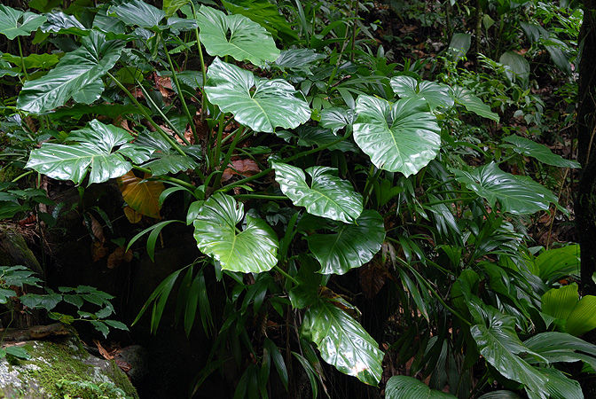 Philodendron giganteum