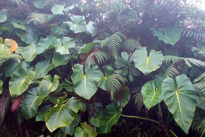 Philodendron giganteum