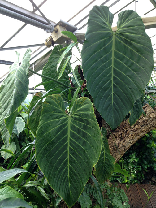 Philodendron gigas