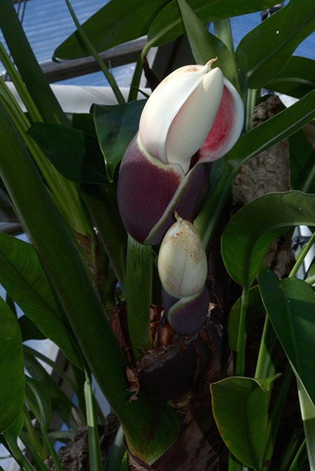 Philodendron gigas