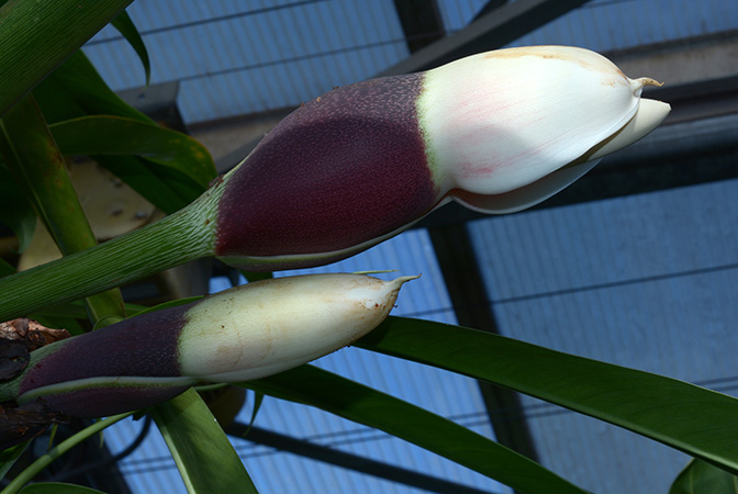 Philodendron gigas