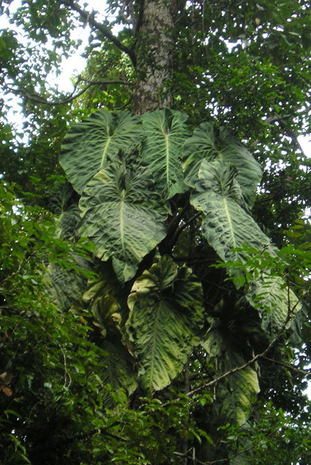 Philodendron gigas