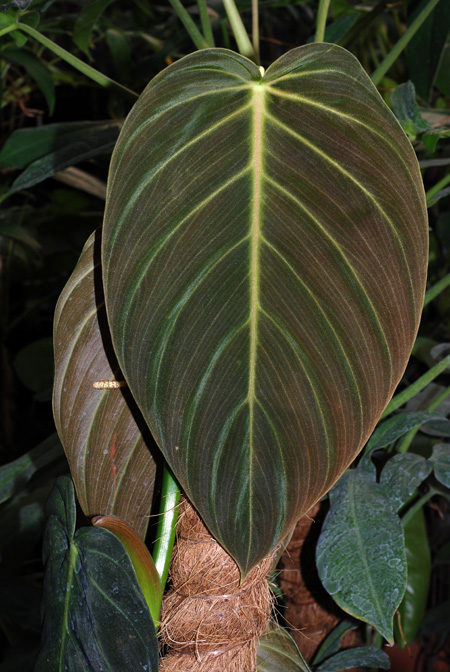 Philodendron gigas