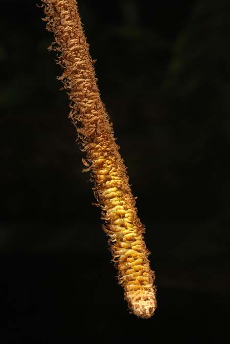 Philodendron gigas