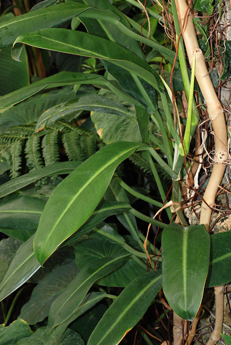 Philodendron glaziovii