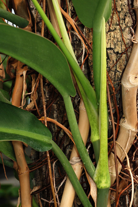 Philodendron glaziovii