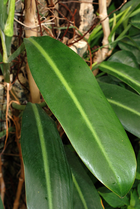 Philodendron glaziovii