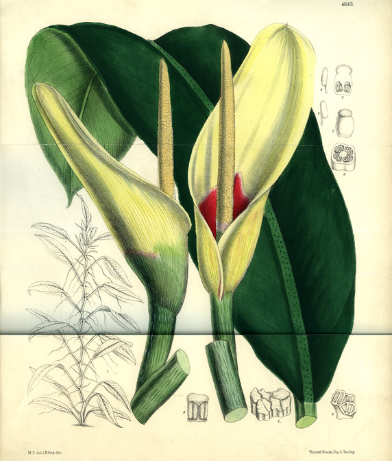 Philodendron glaziovii