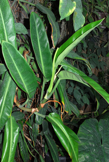 Philodendron glaziovii