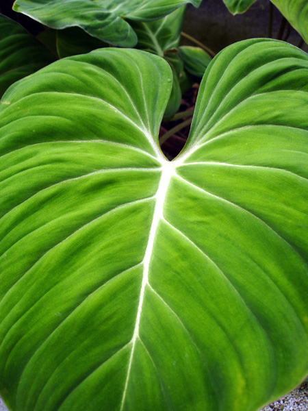 Philodendron gloriosum