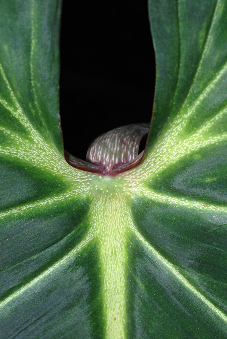 Philodendron gloriosum