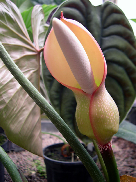 Philodendron gloriosum