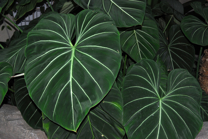 Philodendron gloriosum