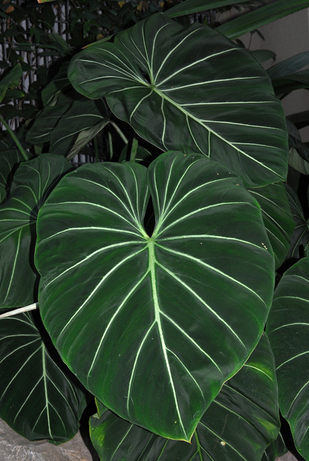 Philodendron gloriosum