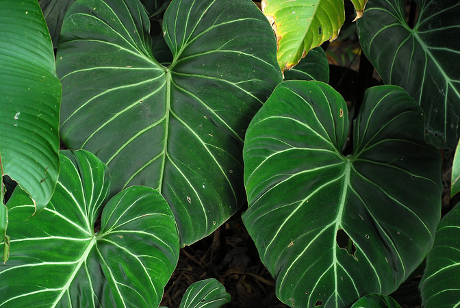 Philodendron gloriosum