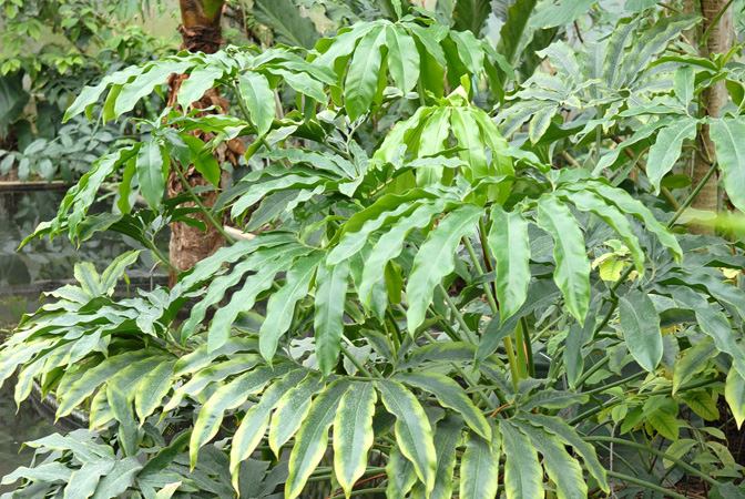 Philodendron goeldii