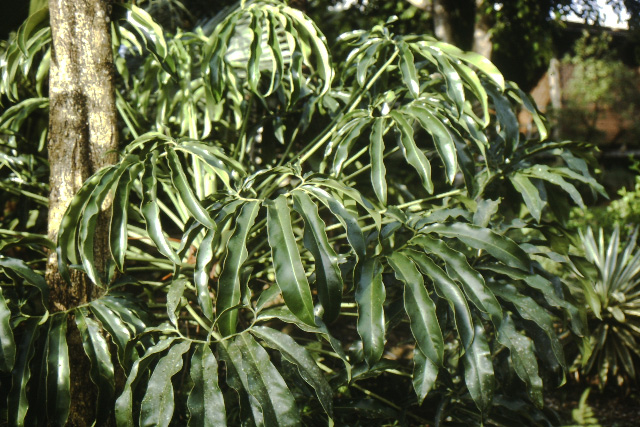 Philodendron goeldii