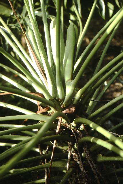 Philodendron goeldii
