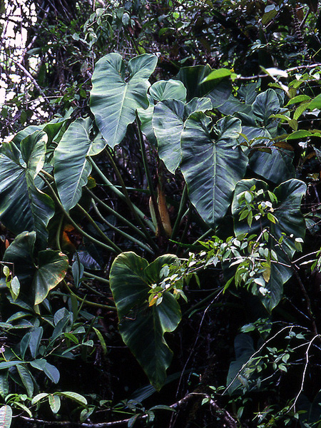 Philodendron grandifolium