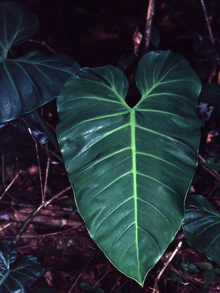Philodendron grandifolium