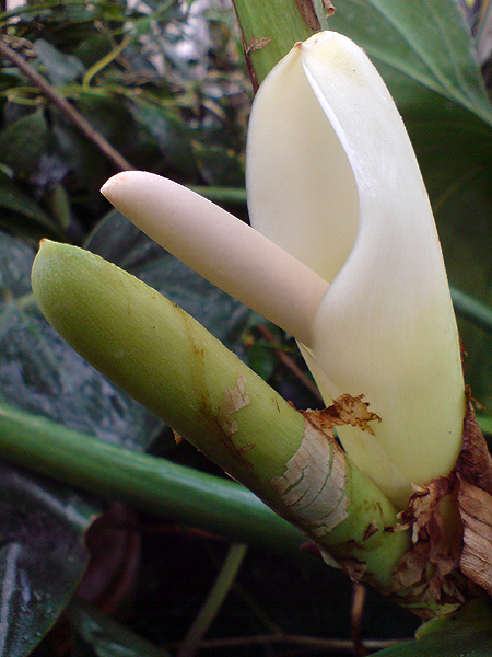 Philodendron grandifolium
