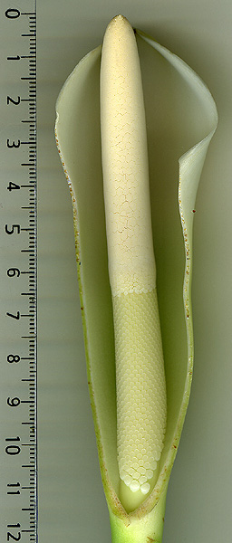 Philodendron grandifolium