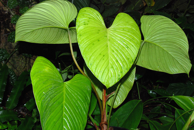 Philodendron grandipes