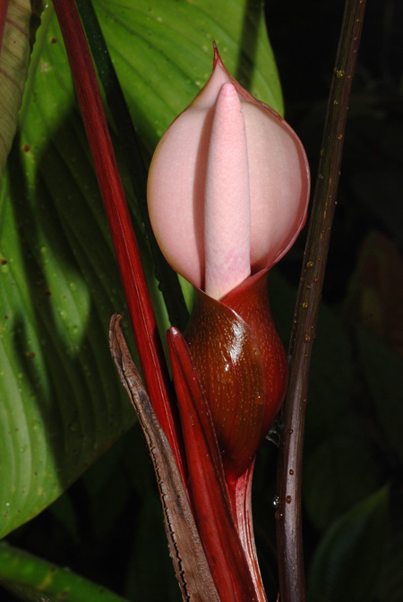 Philodendron grandipes