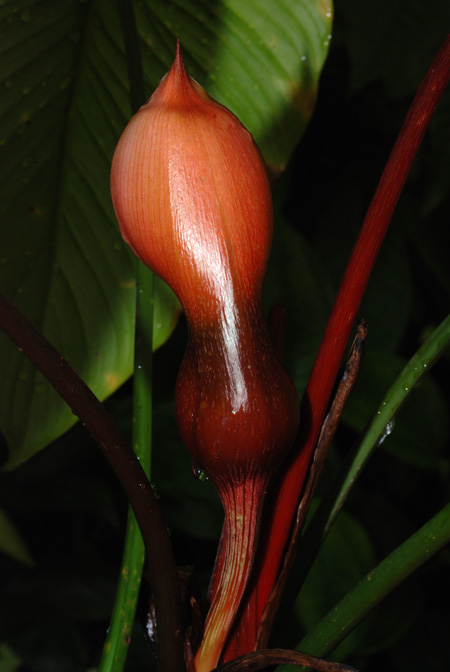 Philodendron grandipes
