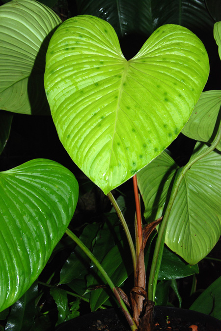 Philodendron grandipes