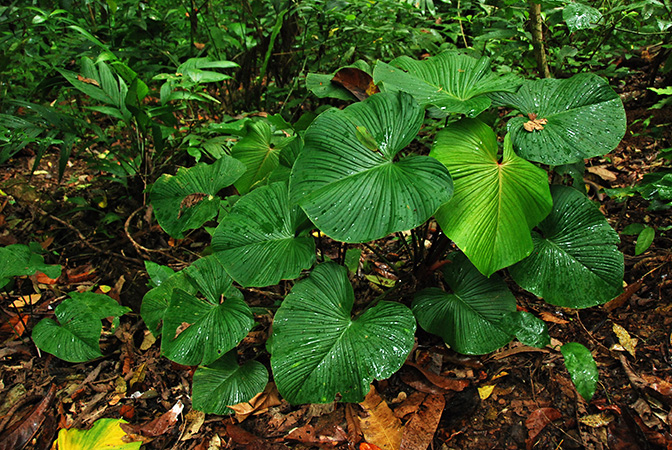 Philodendron grandipes