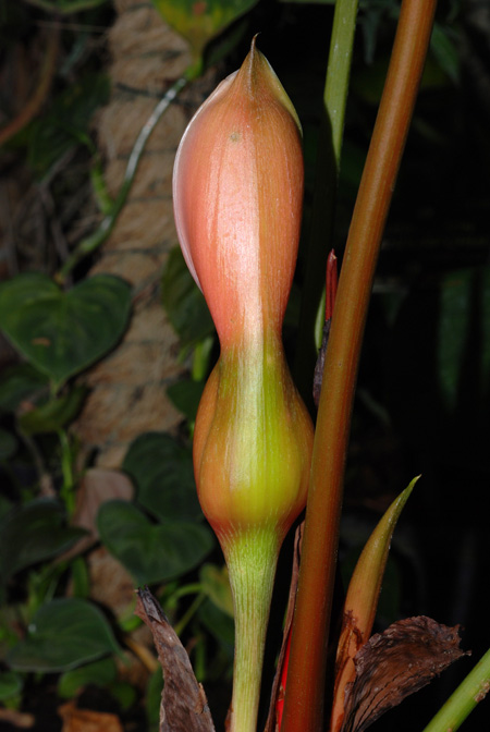 Philodendron grandipes