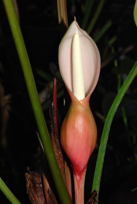 Philodendron grandipes
